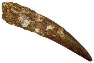 Fossil Spinosaurus Tooth - Real Dinosaur Tooth #340336