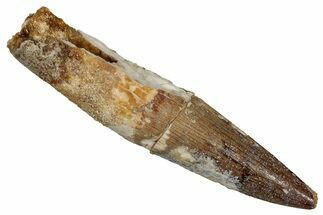 Fossil Spinosaurus Tooth - Real Dinosaur Tooth #340396