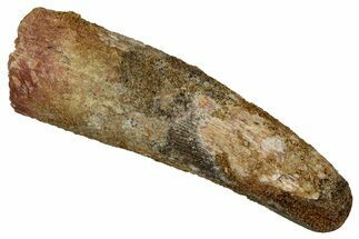 Fossil Spinosaurus Tooth - Real Dinosaur Tooth #340563