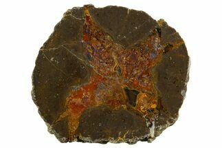 Colorful Polished Thunderegg Half - Nevada #337815