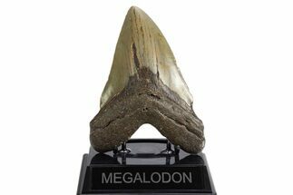 Fossil Megalodon Tooth - North Carolina #340841