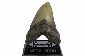 Serrated, Fossil Megalodon Tooth - North Carolina #340845
