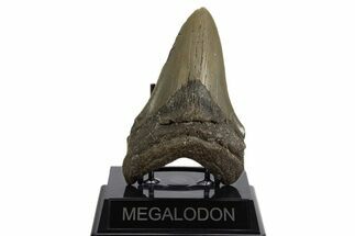 Serrated, Fossil Megalodon Tooth - North Carolina #340848
