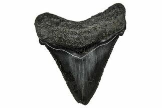Serrated, Juvenile Megalodon Tooth - South Carolina #340644