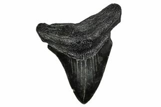 Serrated, Juvenile Megalodon Tooth - South Carolina #340645