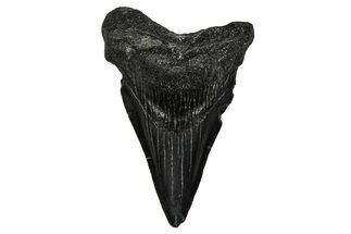 Juvenile Megalodon Tooth - South Carolina #340646