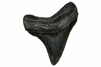 Juvenile Megalodon Tooth - South Carolina #340647