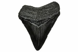 Serrated, Juvenile Megalodon Tooth - South Carolina #340735