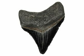 Serrated, Juvenile Megalodon Tooth - South Carolina #340746