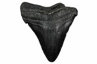 Juvenile Megalodon Tooth - South Carolina #340749