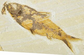 Detailed Fossil Fish (Knightia) - Wyoming #340770