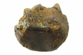 Fossil Dinosaur (Triceratops) Shed Tooth - Montana #339801