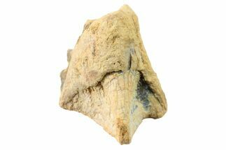 Fossil Dinosaur (Triceratops) Shed Tooth - Montana #339804