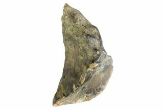 Fossil Dinosaur (Triceratops) Tooth - Montana #339809