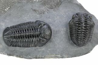 Pair Of Very Nice Pedinopariops Trilobites - Mrakib, Morocco #341082