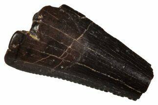 Serrated, Fossil Theropod (Richardoestesia) Partial Tooth #341018