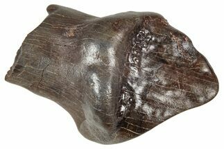 Fossil Nodosaurid (Denversaurus) Tooth - Montana #341035