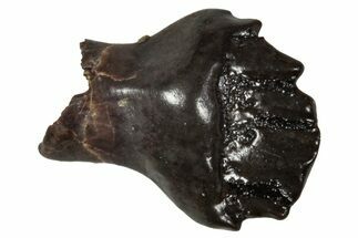 Fossil Nodosaurid (Denversaurus) Tooth - Montana #341039