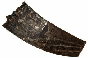 T-Rex Tooth Fragment (#6956) For Sale - FossilEra.com