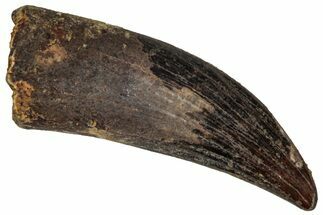 Fossil Raptor (Paronychodon?) Tooth - Montana #341052
