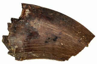 Partial Fossil Tyrannosaur (Nanotyrannus) Tooth - Montana #341054