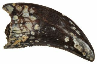 Serrated, Dromaeosaurid Theropod (Acheroraptor) Tooth - Montana #341057