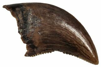 Serrated, Dromaeosaurid Theropod (Acheroraptor?) Tooth - Montana #341058