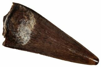 Serrated, Fossil Theropod (Richardoestesia) Tooth - Montana #341069