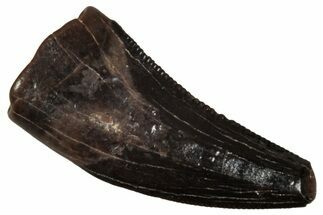 Serrated, Dromaeosaurid Theropod (Acheroraptor) Tooth - Montana #341070