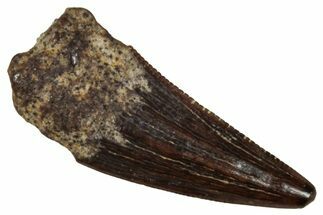 Fossil Raptor (Paronychodon?) Tooth - Montana #341071