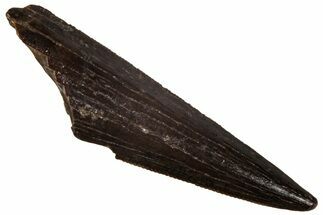 Serrated, Fossil Theropod (Richardoestesia) Tooth - Montana #341074