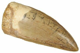 Serrated Carcharodontosaurus Tooth - Excellent Preservation #341095
