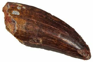 Serrated Carcharodontosaurus Tooth - Real Dinosaur Tooth #341106