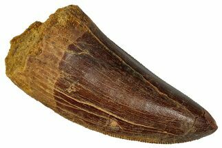 Serrated Carcharodontosaurus Tooth - Excellent Preservation #341108