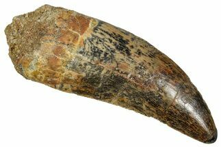 Serrated Carcharodontosaurus Tooth - Real Dinosaur Tooth #341113