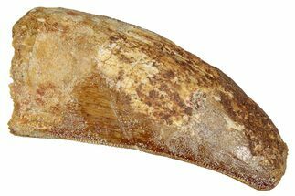 Serrated Carcharodontosaurus Tooth - Feeding Worn Tip #341119