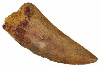 Bargain, Carcharodontosaurus Tooth - Real Dinosaur Tooth #341123