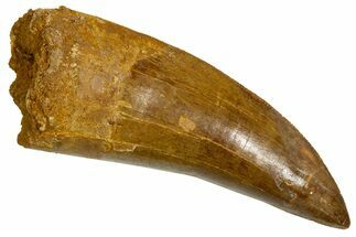 Serrated Carcharodontosaurus Tooth - Real Dinosaur Tooth #341164