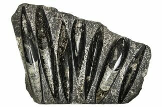 Polished Fossil Orthoceras (Cephalopod) Plate - Morocco #341171