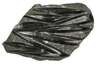 Polished Fossil Orthoceras (Cephalopod) Plate - Morocco #341173