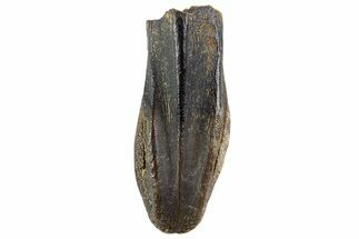 Fossil Hadrosaur (Edmontosaurus) Tooth - Montana #340949