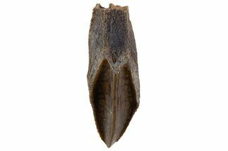 Fossil Hadrosaur (Edmontosaurus) Tooth - Montana #340958