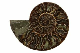 Cut & Polished Ammonite Fossil (Half) - Madagascar #341195