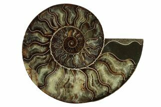 Cut & Polished Ammonite Fossil (Half) - Madagascar #341199