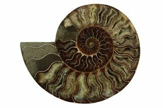 Cut & Polished Ammonite Fossil (Half) - Madagascar #341205