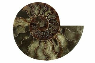 Cut & Polished Ammonite Fossil (Half) - Madagascar #341208