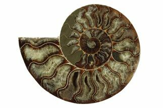 Cut & Polished Ammonite Fossil (Half) - Madagascar #341211