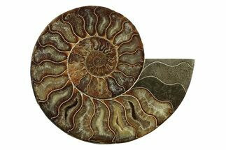 Cut & Polished Ammonite Fossil (Half) - Madagascar #341217