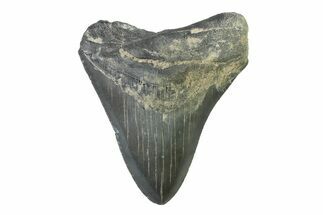 Serrated, Fossil Megalodon Tooth - Georgia #338666