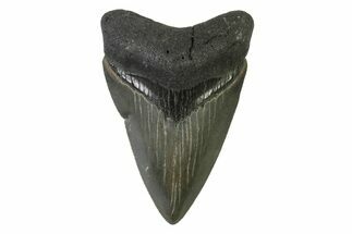 Serrated, Colorful, Fossil Megalodon Tooth - Georgia #338764